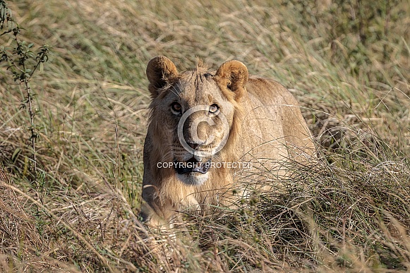 African Lion