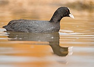 Coot with Reflection