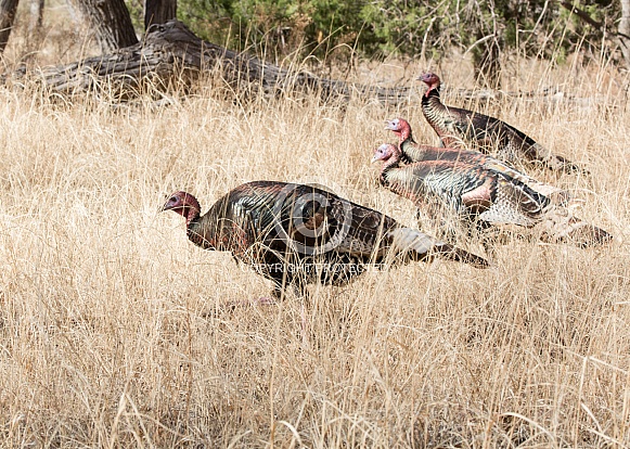 Meleagris gallopavo, wild turkey