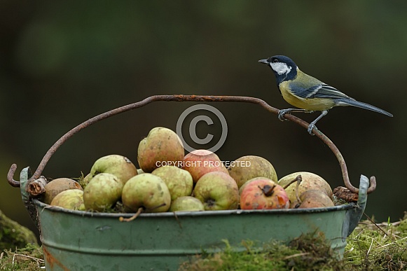 The great tit (Parus major) The great tit (Parus major)
