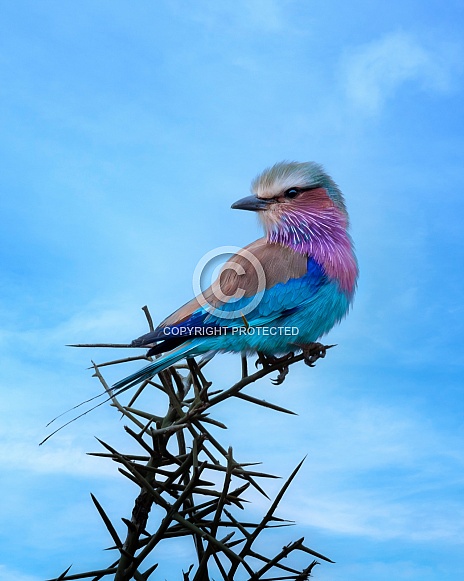 Lilac-breasted Roller