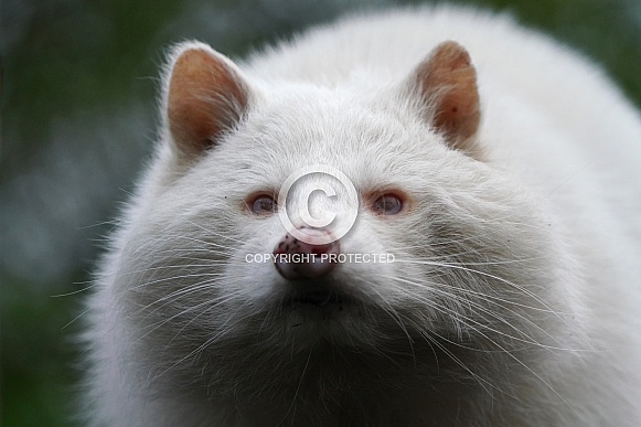 Raccoon