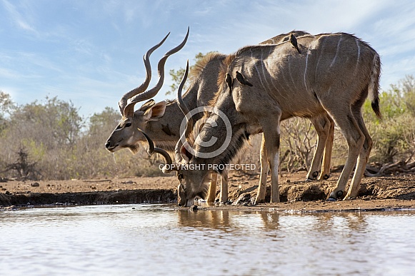 Kudu and Oxpickers