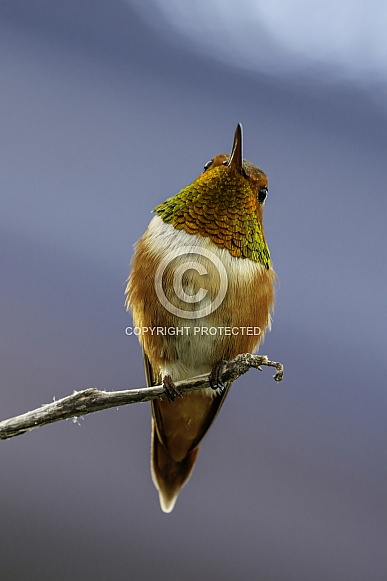 Hummingbird—Rufous Hummingbird