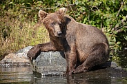 Brown bear resting on a rock