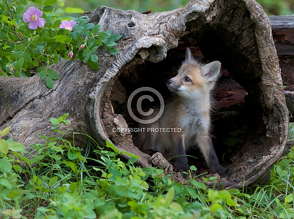 A Red Fox Kit Peeks out of a Burrell
