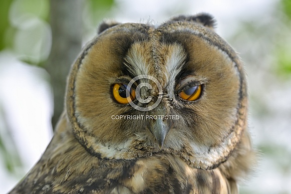 Long eared owl