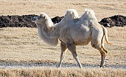 White two humped Camel