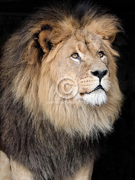 Lion (Panthera leo) Lion (Panthera leo)
