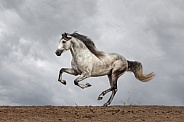 Horse--Andalusian