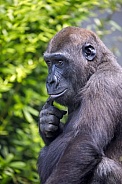 Western Lowland Gorilla (Gorilla Gorilla Gorilla)
