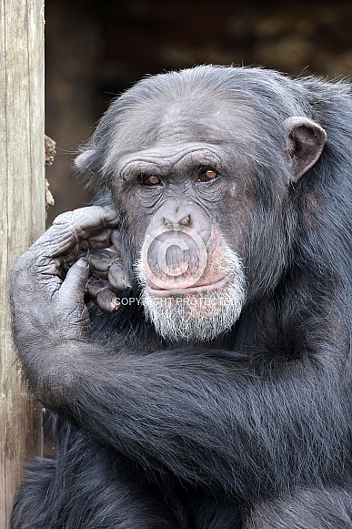 Chimpanzee (Pan troglodytes) Chimpanzee (Pan troglodytes)