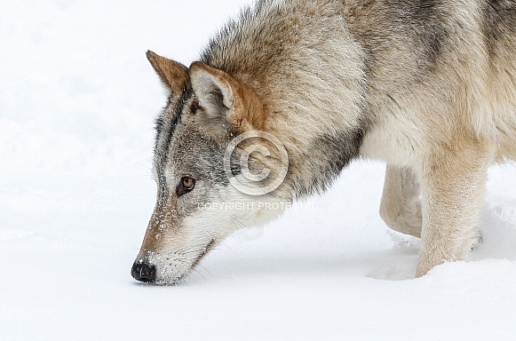 Wolf
