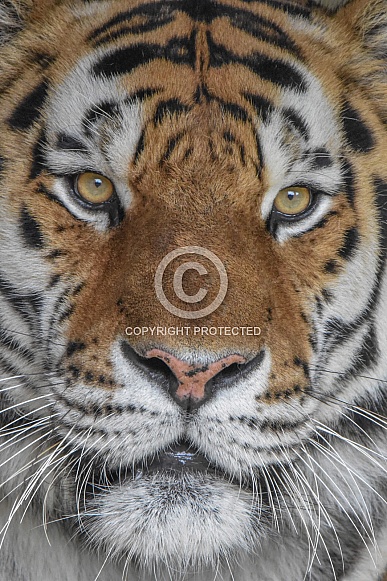 Male Amur Tiger