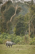 Indian rhino in the nature habitat