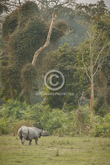 Indian rhino in the nature habitat