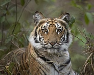 Bengal Tiger
