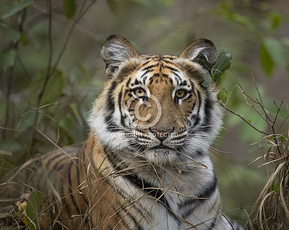 Bengal Tiger