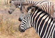 Rainy day Zebra Kruger RSA