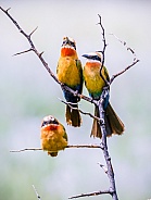 White-Fronted Bee-Eater