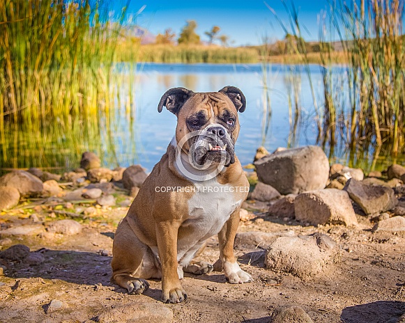 Bulldog by the pond in the morning