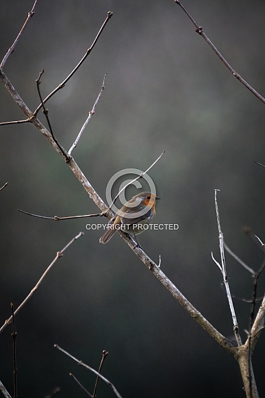 Robin Redbreast Bird Side Portrait Facing Right Robin Redbreast Bird Side Portrait Facing Right