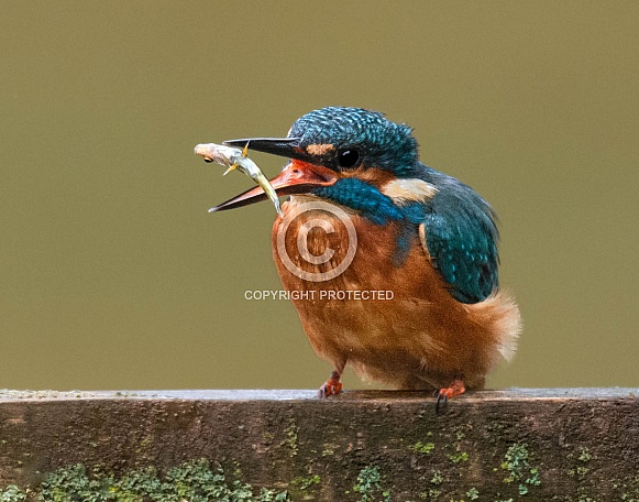 Common Kingfisher