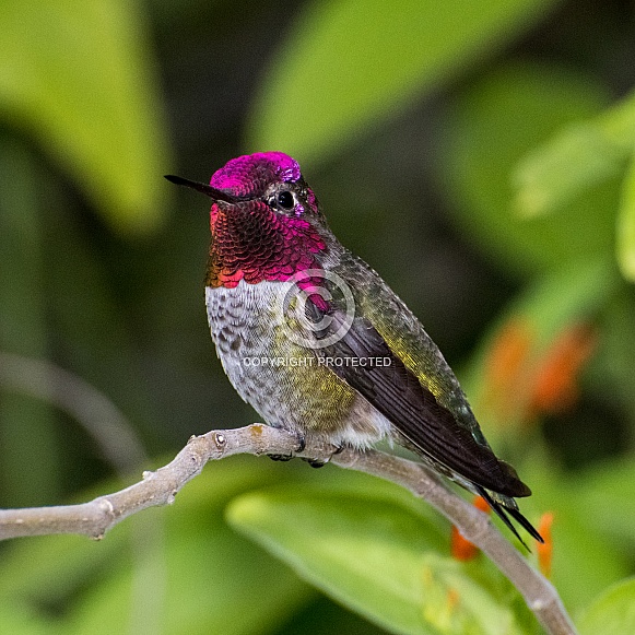 Anna's Hummingbird (Male)