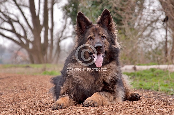 Old German Shepherd