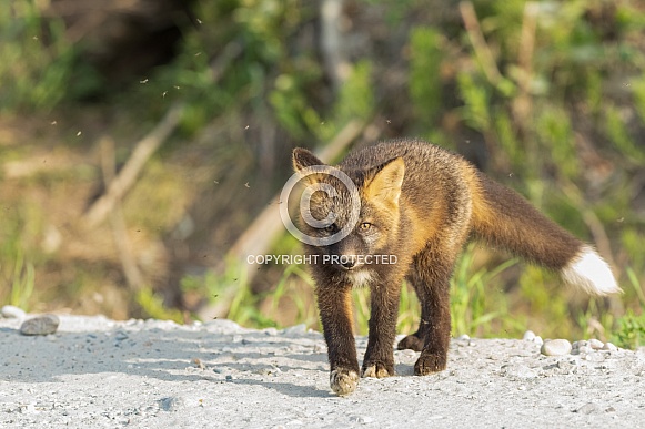 A Curious Red Cross Fox Kit in Alaska A Curious Red Cross Fox Kit in Alaska
