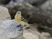 Lazuli Bunting Female in Arizona