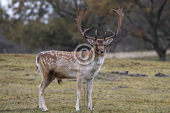 Fallow deer (Dama dama)