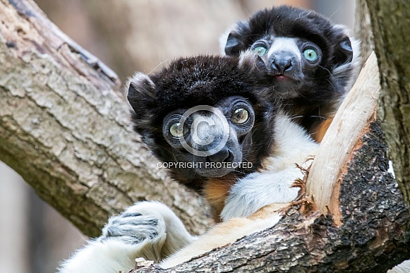 Crowned sifaka (Propithecus coronatus)