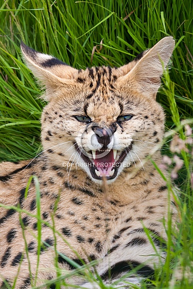 Serval Cat Serval Cat