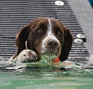 Brittany Spaniel