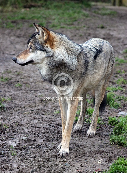 Eurasian Grey Wolf Eurasian Grey Wolf