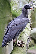 King Vulture (Sarcoramphus papa)