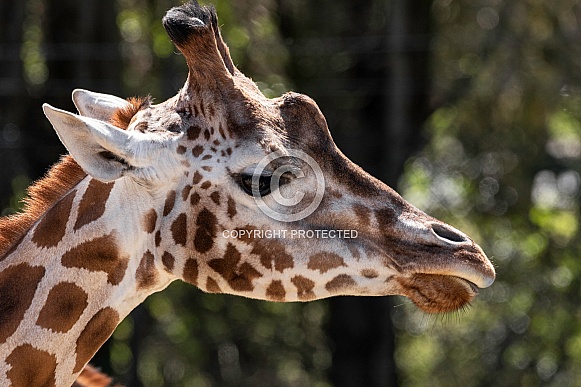 Giraffe Side Profile Head Shot