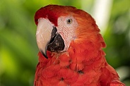 Scarlet Macaw Face Shot Close Up