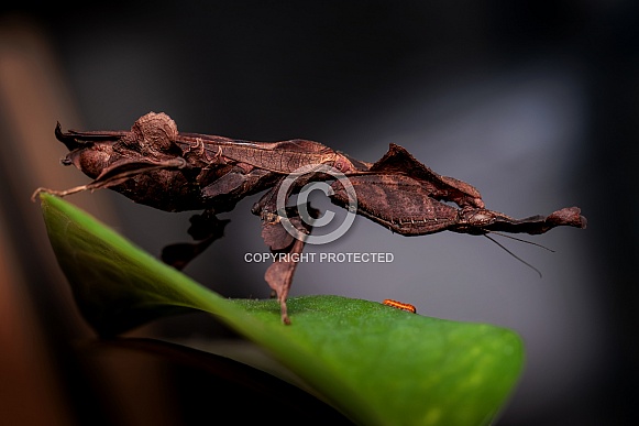 Ghost Mantis