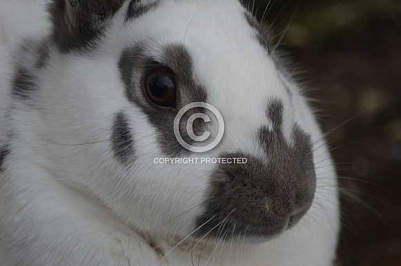 Domestic Rabbit Close-up