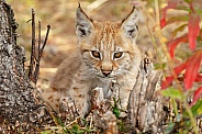 Lynx cub