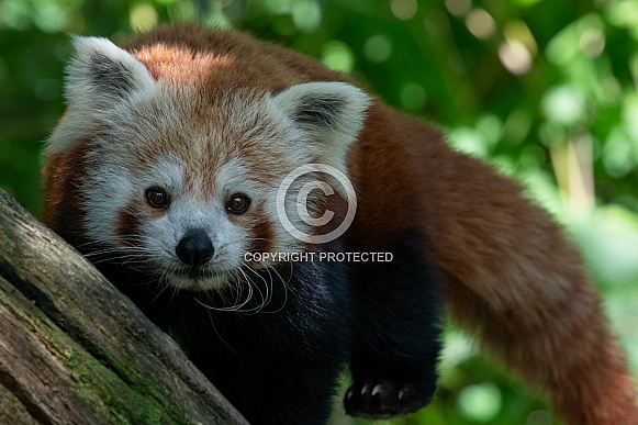 Red Panda