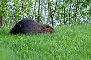 Beaver in nature