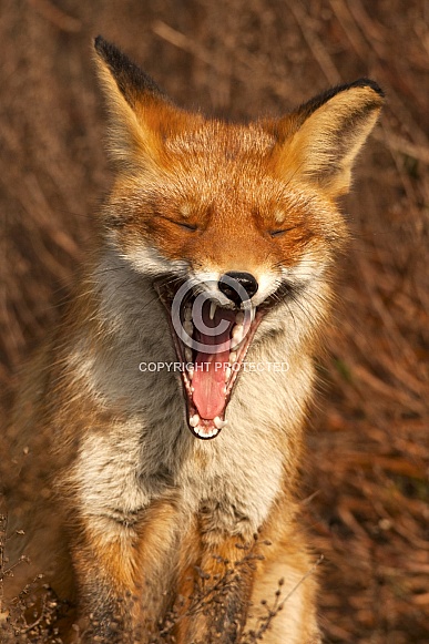 Red fox