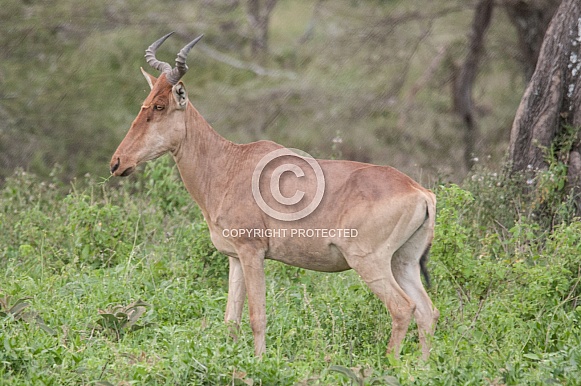 Coke's Hartebeest Coke's Hartebeest