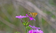 Whirlabout grass Skipper butterfly - Polites vibex - side profile view showing brown and yellow color contrast with wing detail, on bright pink purple Phlox drummondii bloom flower or blossom