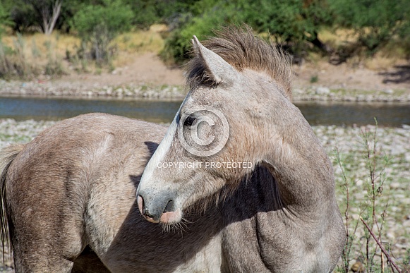 Salt River Wild Colt