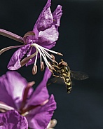 Hoverfly on Fireweed in Alaska