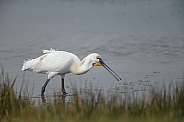 The Eurasian spoonbill